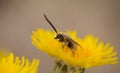 Flora of Gran Canaria -  Sonchus acaulis, sow thistle endemic to central Canary Islands Royalty Free Stock Photo