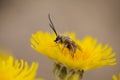 Flora of Gran Canaria -  Sonchus acaulis, sow thistle endemic to central Canary Islands Royalty Free Stock Photo