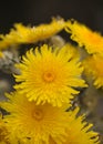 Flora of Gran Canaria -  Sonchus acaulis, sow thistle endemic to central Canary Islands Royalty Free Stock Photo