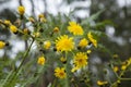 Flora of Gran Canaria - Sonchus canariensis Royalty Free Stock Photo