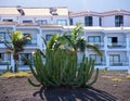 Column-Euphorbia cactus, gross on Gran Canaria