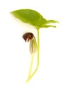 Flora of Gran Canaria - strange brown flowers of Arisarum simorrhinum