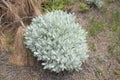 Flora of Gran Canaria - Tanacetum ptarmiciflorum