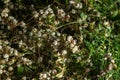 Flora of Gran Canaria - thread-like tangled stems of Cuscuta approximata aka dodder parasitic plant natural macro floral Royalty Free Stock Photo