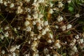 Flora of Gran Canaria - thread-like tangled stems of Cuscuta approximata aka dodder parasitic plant natural macro floral