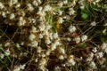 Flora of Gran Canaria - thread-like tangled stems of Cuscuta approximata aka dodder parasitic plant natural macro floral