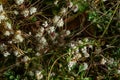 Flora of Gran Canaria - thread-like tangled stems of Cuscuta approximata aka dodder parasitic plant natural macro floral Royalty Free Stock Photo