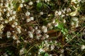 Flora of Gran Canaria - thread-like tangled stems of Cuscuta approximata aka dodder parasitic plant natural macro floral