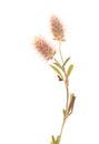 Flora of Gran Canaria -  Trifolium arvense harefoot clove isolated Royalty Free Stock Photo