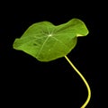 Flora of Gran Canaria - Tropaeolum majus, the garden nasturtium, introduced and invasive plant, edible