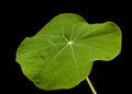 Flora of Gran Canaria - Tropaeolum majus, the garden nasturtium, introduced and invasive plant, edible