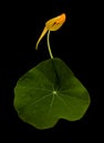 Flora of Gran Canaria - Tropaeolum majus, the garden nasturtium, introduced and invasive plant, edible