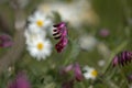 Flora of Gran Canaria -  Vicia villosa, fodder vetch Royalty Free Stock Photo