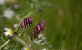 Flora of Gran Canaria -  Vicia villosa, fodder vetch Royalty Free Stock Photo