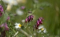 Flora of Gran Canaria -  Vicia villosa, fodder vetch Royalty Free Stock Photo