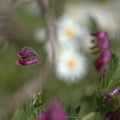 Flora of Gran Canaria -  Vicia villosa, fodder vetch Royalty Free Stock Photo