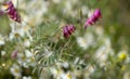 Flora of Gran Canaria - Vicia villosa, hairy vetch Royalty Free Stock Photo