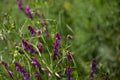 Flora of Gran Canaria - Vicia villosa, hairy vetch, Royalty Free Stock Photo