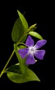 Flora of Gran Canaria - Vinca major, bigleaf periwinkle, introduced species