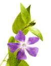 Flora of Gran Canaria - Vinca major, bigleaf periwinkle, introduced species