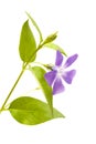 Flora of Gran Canaria - Vinca major, bigleaf periwinkle, introduced species Royalty Free Stock Photo