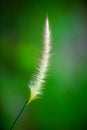 Flora grass Royalty Free Stock Photo