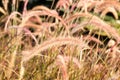 Flora grasses blowing in the wind