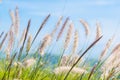 flora grasses in the wind.grass flower background Royalty Free Stock Photo