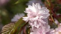 Flora_Hill Cherry_Prunus serrulata