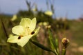 Dietes bicolor, the African iris, fortnight lily or yellow wild iris, is clump-forming rhizomatous perennial plan