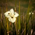 Square frame. Dietes bicolor, the African iris, fortnight lily or yellow wild iris, is clump-forming rhizomatous