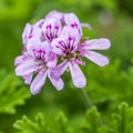 Square frame. Pelargonium graveolens is a Pelargonium species native to the Cape Provinces and the Northern