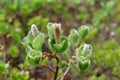 Flora of Kamchatka Peninsula: blooming tiny creeping arctic willow (Salix arctica), selective focus