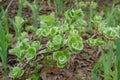 Flora of Kamchatka Peninsula: a branch of tiny creeping arctic willow Salix arctica