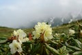 Flora of Kamchatka Peninsula: a close up of pale yellow flowers of Rhododendron aureum in the mountains