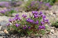 Flora of Kamchatka Peninsula: a close up of purple flowers of Locoweed (Oxytropis revoluta)