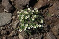 Flora of Kamchatka Peninsula: a close up of tiny white flowers of saxifrage (Saxifraga / Micranthes merkii), growing