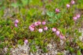 Flora of Kamchatka Peninsula: a close up of tiny pink flowers of Phyllodoce Caerulea (blue heath, purple mountain) Royalty Free Stock Photo