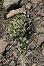 Flora of Kamchatka Peninsula: a close up of tiny white flowers of Saxifraga merkii (Micranthes merkii)