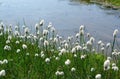 Flora of Kamchatka Peninsula: a close up of white fluffy flowers of Eriophorum vaginatum (cottongrass) Royalty Free Stock Photo