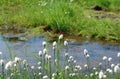 Flora of Kamchatka Peninsula: a close up of white fluffy flowers of Eriophorum vaginatum (hare's-tail cottongrass) Royalty Free Stock Photo