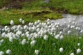 Flora of Kamchatka Peninsula: a close up of white fluffy flowers of Eriophorum vaginatum (cottongrass, cottonsedge)
