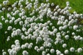 Flora of Kamchatka Peninsula: a close up of white fluffy flowers of Eriophorum vaginatum (hare's-tail cottongrass) Royalty Free Stock Photo