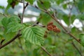 Flora of Kamchatka Peninsula: the last year`s empty mature cones and new spring leaves of green alder Alnus alnobetula