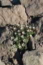 Flora of Kamchatka Peninsula: small white saxifrage flowers growing on the stony ground in area of Gorely volcano