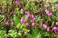 Flora of Kamchatka Peninsula: a tiny pink flowers of Phyllodoce Caerulea (blue heath, purple mountain heather) Royalty Free Stock Photo