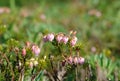 Flora of Kamchatka Peninsula: a tiny pink flowers of Phyllodoce Caerulea (blue heath, purple mountain heather) Royalty Free Stock Photo