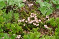 Flora of Kamchatka Peninsula: a tiny pink flowers of Phyllodoce Caerulea (blue heath, purple mountain heather) Royalty Free Stock Photo