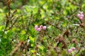 Flora of Kamchatka Peninsula: a tiny pink flowers of Phyllodoce Caerulea blue heath, purple mountain heather Royalty Free Stock Photo