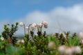 Flora of Kamchatka Peninsula: tiny white flowers of Phyllodoce aleutica Aleutian mountain heath against a sky, close-up